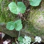 Hydrocotyle callicephalaYaprak