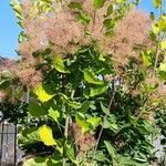 Cotinus coggygria Habit