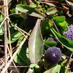 Globularia bisnagarica Foglia