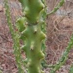 Euphorbia neriifolia Hoja