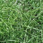 Ferula sadleriana Hoja