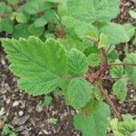 Rubus phoenicolasius Blatt