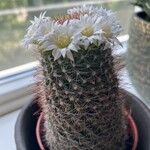 Mammillaria zeilmanniana Leaf