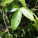 Passiflora tripartita Feuille