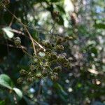 Anacardium occidentale Fruit