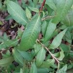 Persicaria odorata Folha