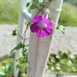 Maurandya barclayana Flor