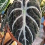 Alocasia reginula पत्ता