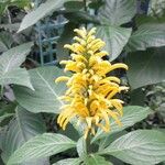 Justicia aurea Flor