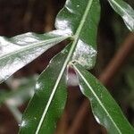 Filicium decipiens Leaf