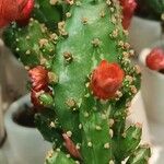 Tephrocactus verschaffeltii Blatt