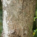 Syzygium borbonicum Bark