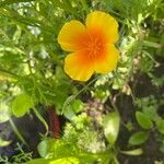 Eschscholzia caespitosa Flor