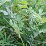 Hippocrepis biflora Mosusu