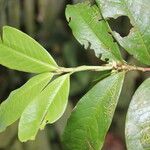 Erythroxylum macrophyllum Лист