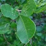 Searsia natalensis Leaf