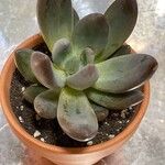 Pachyphytum kimnachii Leaf