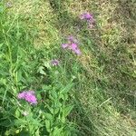 Hesperis matronalis Leaf