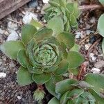 Sempervivum globiferum Habit