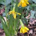 Narcissus cyclamineus Yaprak