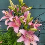 Lilium longiflorum 花