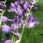 Hosta ventricosa Blüte