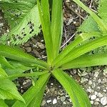 Eremurus robustus Feuille