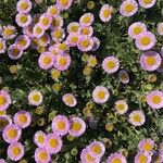 Erigeron glaucus Hábito