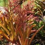 Aechmea blanchetiana Habit