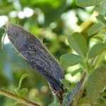 Cytisus supinus फल