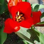 Tulipa greigii Kwiat