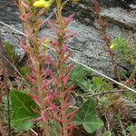 Petrosedum rupestre Feuille