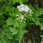 Chaerophyllum hirsutum ശീലം