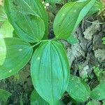 Polygonatum latifolium 葉