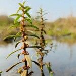 Ammannia baccifera 葉