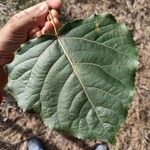 Populus lasiocarpaFeuille