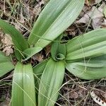 Anacamptis coriophora Leaf