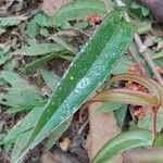 Medinilla ambrensis 葉