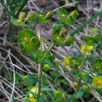Euphorbia kerneri Cvijet