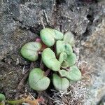 Cymbalaria pallidaFolha