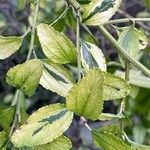 Ceanothus thyrsiflorusᱥᱟᱠᱟᱢ