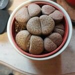 Lithops fulviceps List