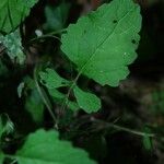 Senecio vulgaris Leaf