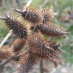 Xanthium orientale Plod