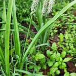 Chlorophytum africanum Folio