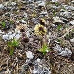 Plantago atrata Bloem