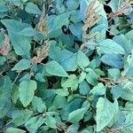 Amaranthus viridis Blad