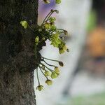 Stelechocarpus burahol Λουλούδι