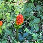 Arum maculatumVili