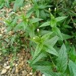 Epilobium roseum Habit